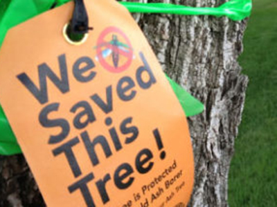 Emerald Ash Borer Prevention Tag