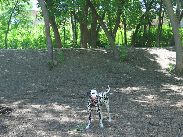 cedar-knoll-park-dog-park