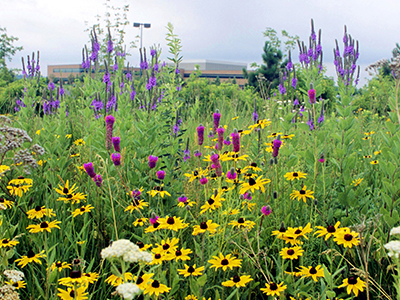 Native landscaping