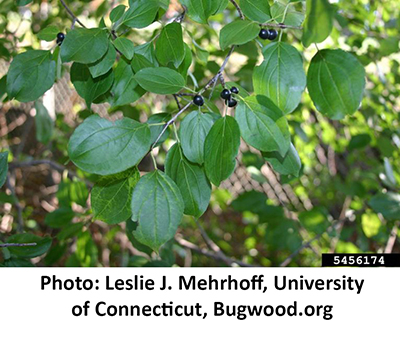 buckthorn plant