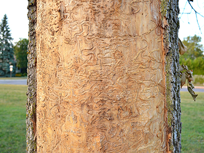 Emerald ash borer tree damage