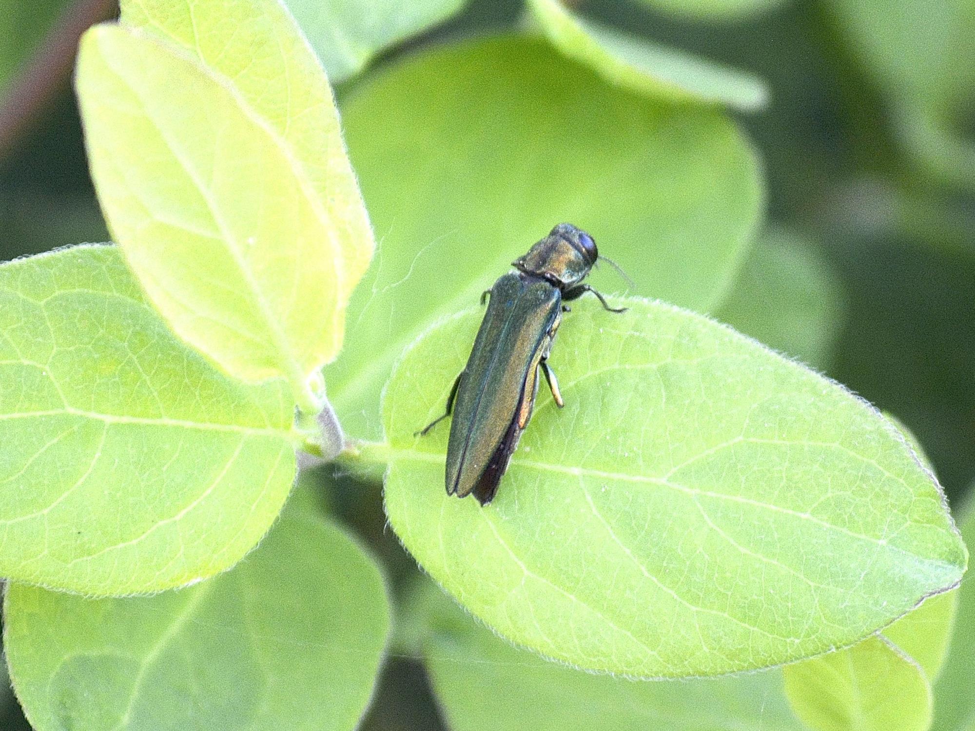 Emerald Ash Borer