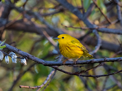 spring migration bird walk adults