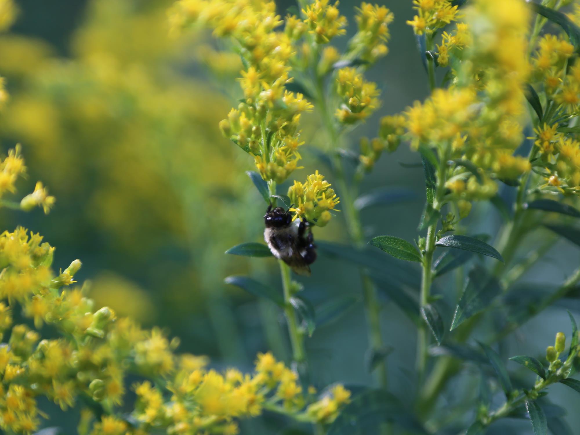 bee by flower