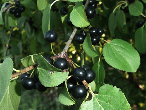 buckthorn plant