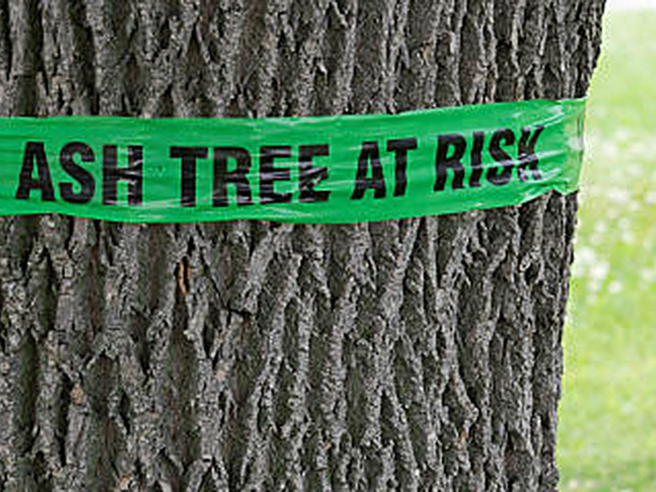 ash tree at risk