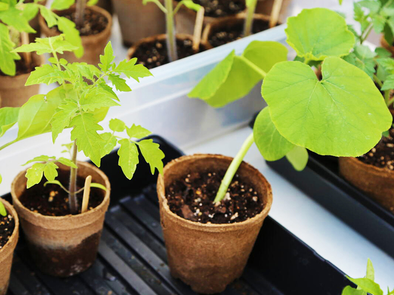 garden plants