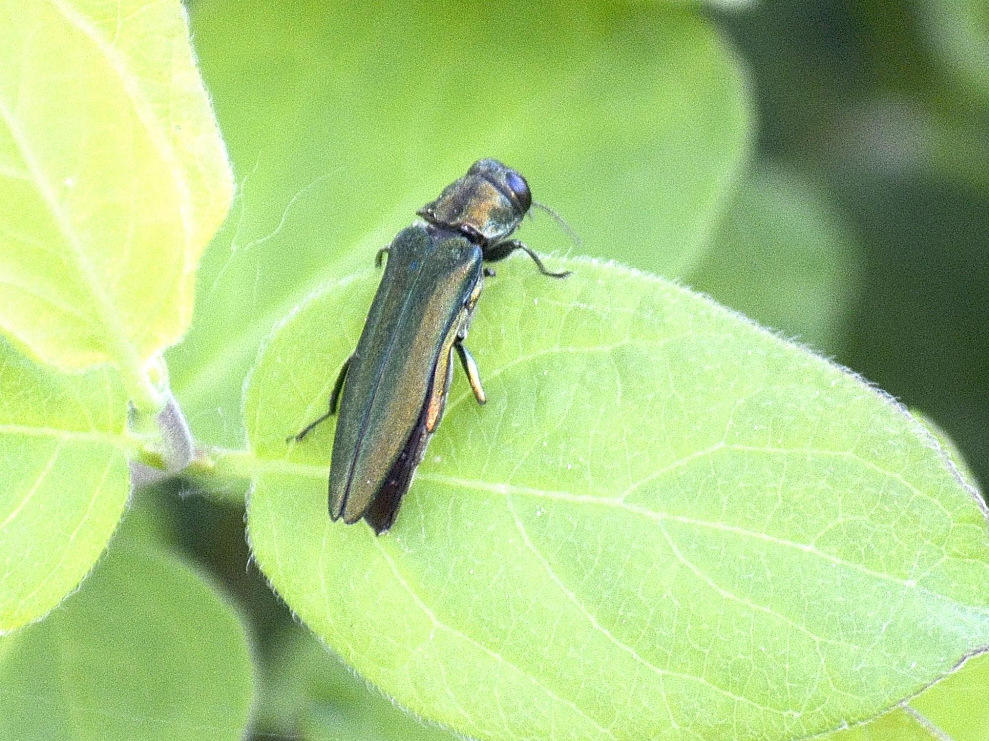 emerald ash borer