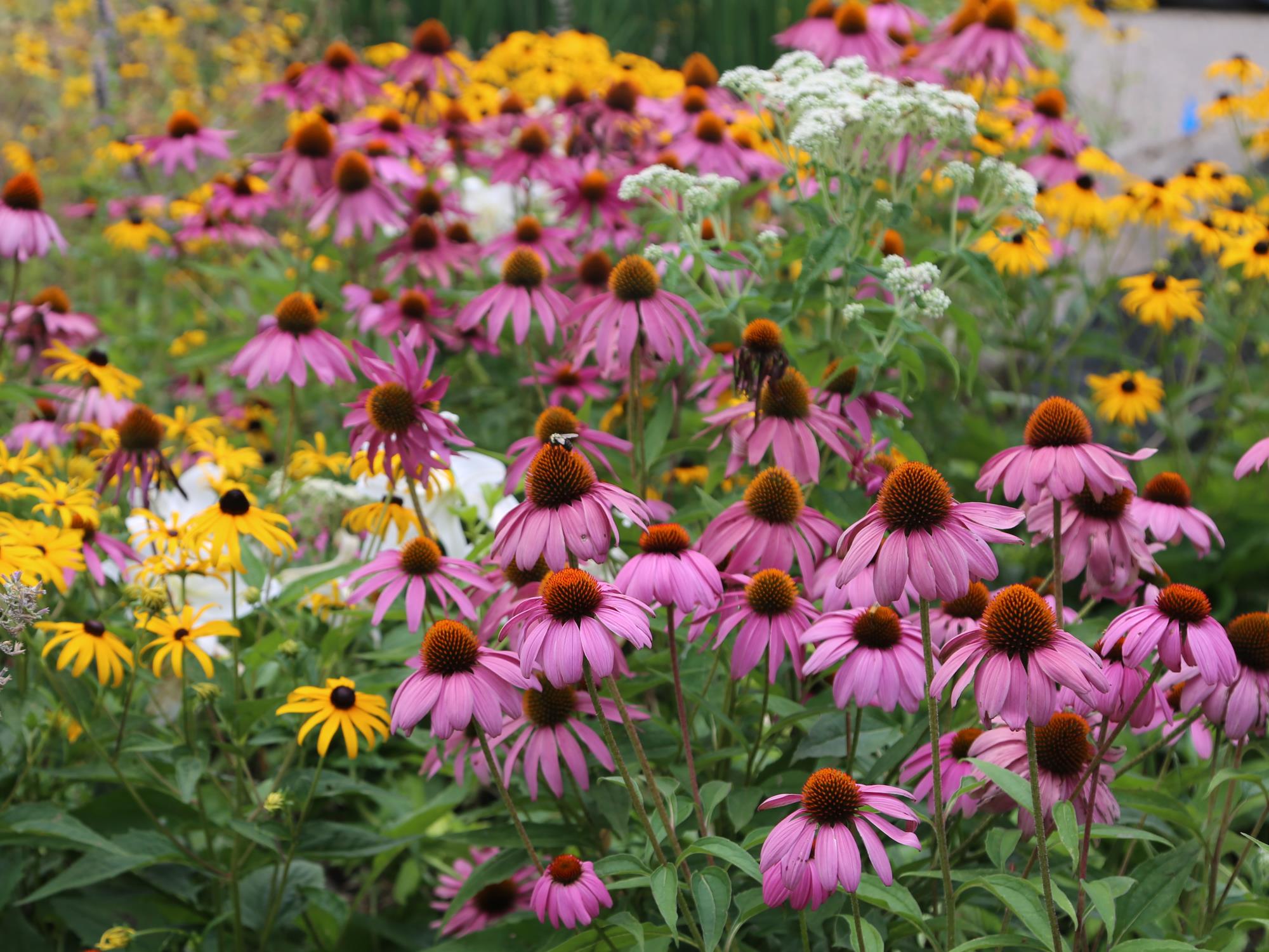 native flowers