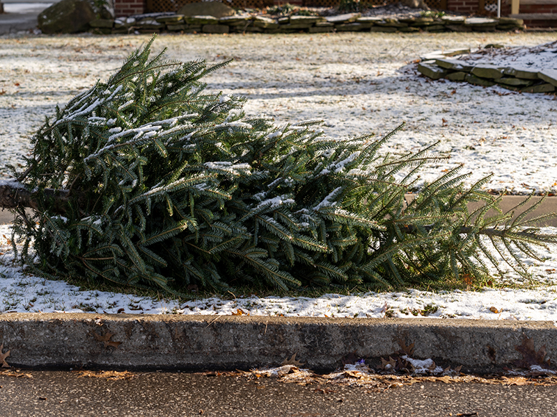 christmas tree on ground