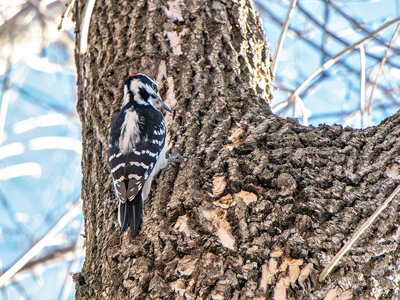 woodpecker on ash tree