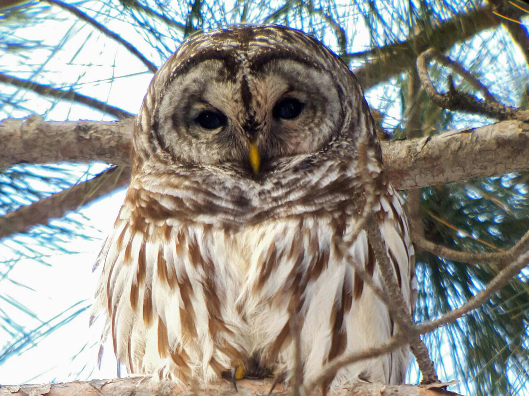 owl in winter